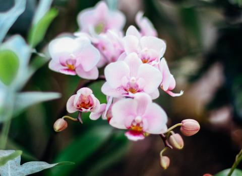 All Orchids