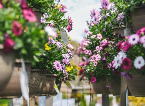 Hanging Baskets