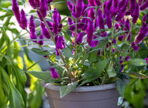 Celosia Patio Pots