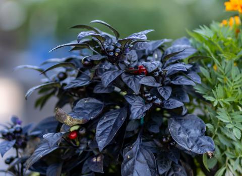 Ornamental Peppers