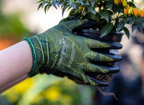 Watson Gloves - Evergreen