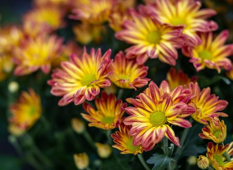 Florist Mums