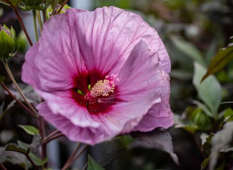 Perennial Hibiscus