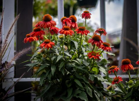 Coneflowers