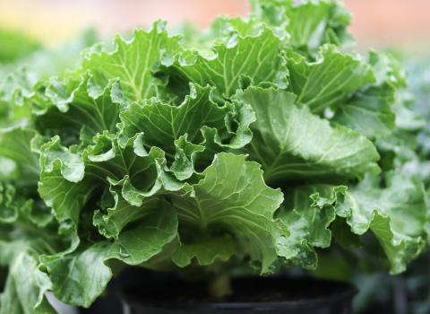 Ornamental Kale
