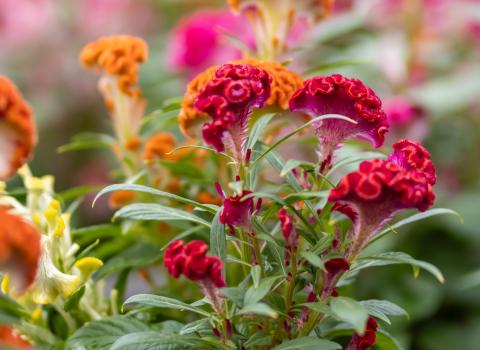 Celosia