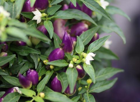 Ornamental Peppers