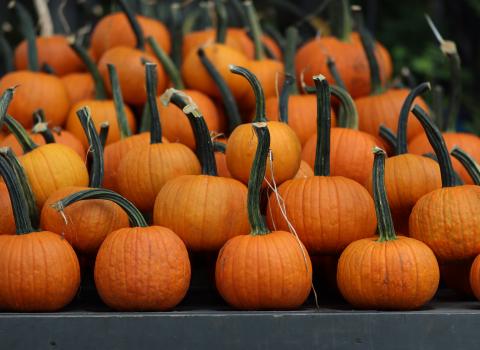 Pie Pumpkins