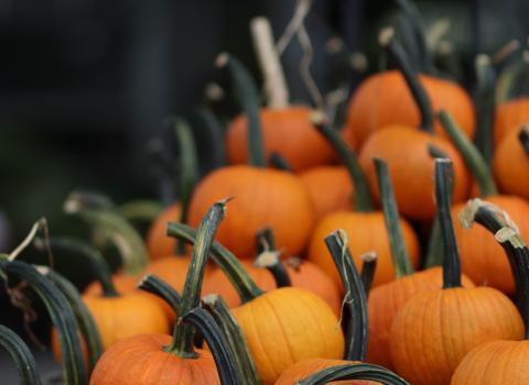 Pie (Field Trip) Pumpkins