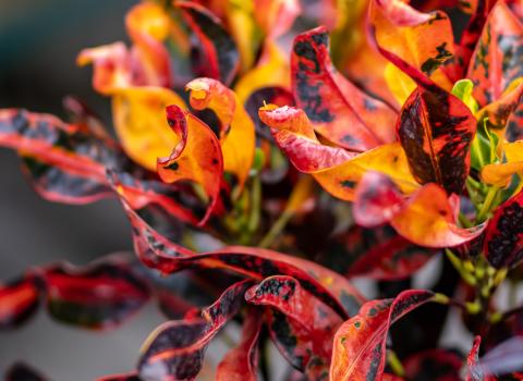 All Crotons