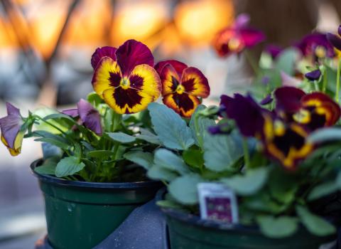Pansies 6-inch & 4-inch