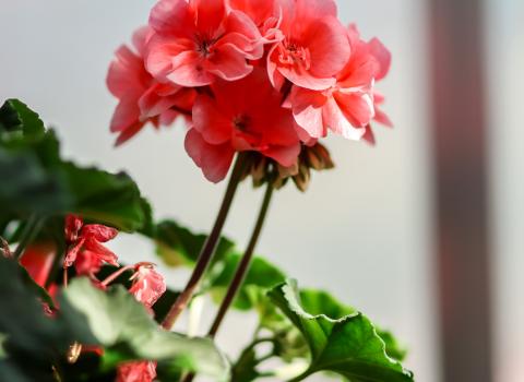 Geraniums 4-inch