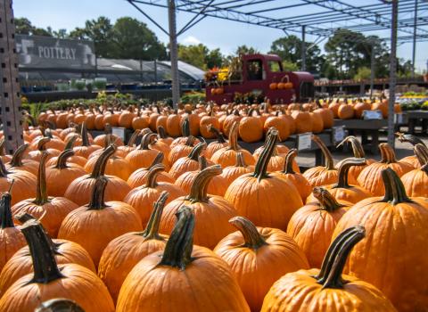 Carving Pumpkins