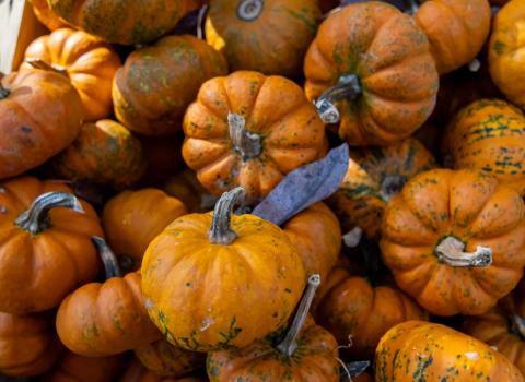 Crunchin Mini Pumpkins