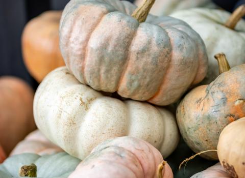 All Pumpkins