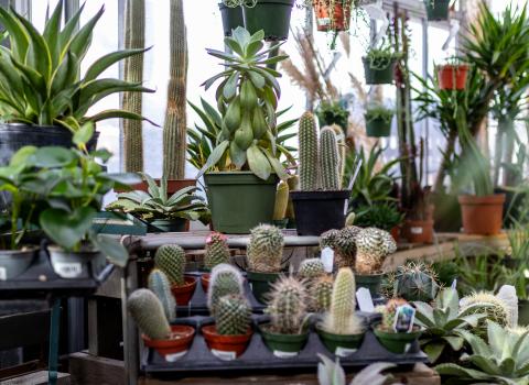 All Cactus & Succulents