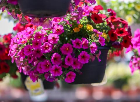 Petunia Deluxe Hanging Basket