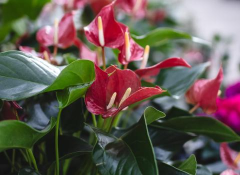 Blooming Anthuriums 4-inch to 8-inch