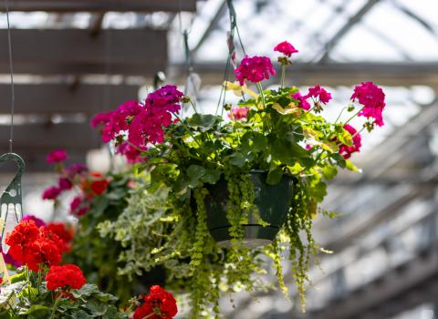 Calliope Geraniums
