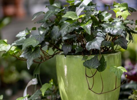 Indoor Planters