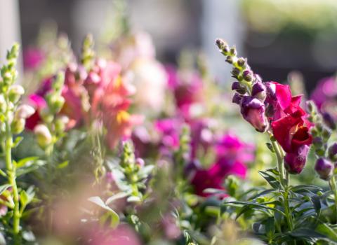 Snapdragons 6-inch