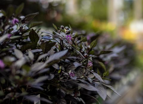 Ornamental Peppers