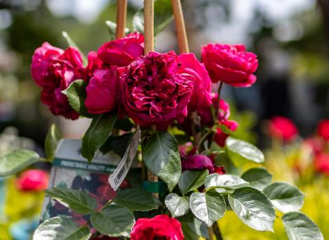 Roses