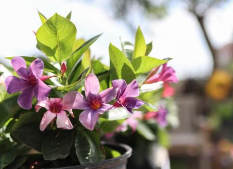 Mandevilla