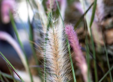 Ornamental Grasses
