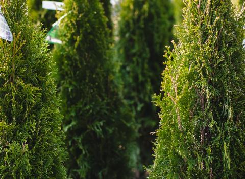 Arborvitae Emerald Green