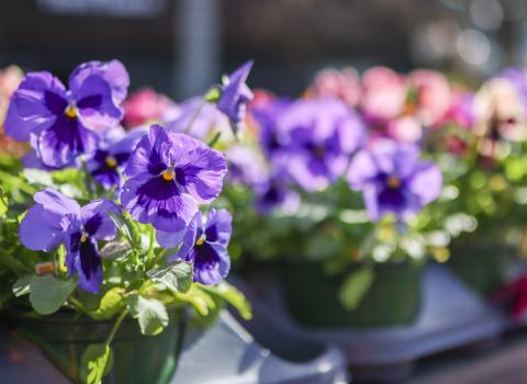 6-inch Pansies