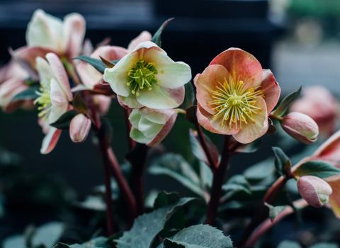Hellebores