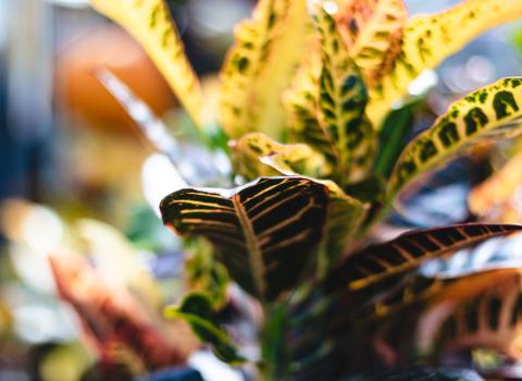 Croton Petra