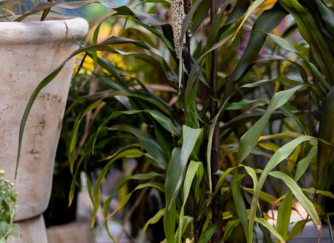 Ornamental Grasses