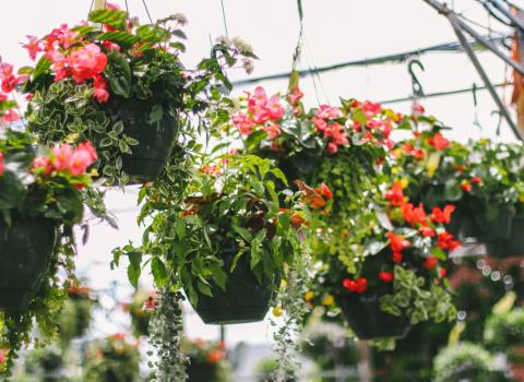 Annual Hanging Baskets