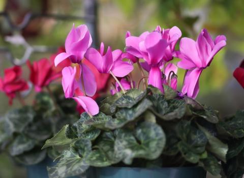 Cyclamen (4-inch, 6-inch, 8-inch)