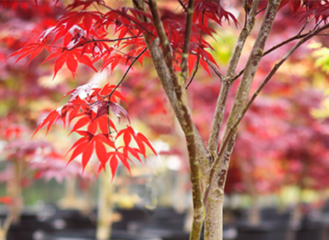 Trees & Shrubs, McDonald Garden Center