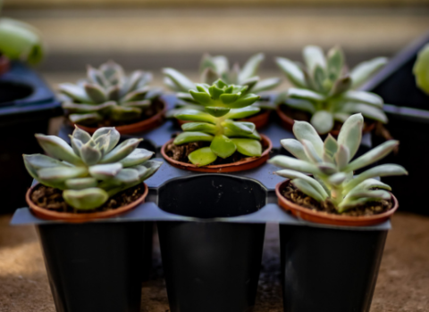 Mini Foliage, Succulents & Cacti