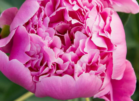 Peonies