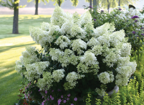 Proven Winners Panicle Hydrangeas