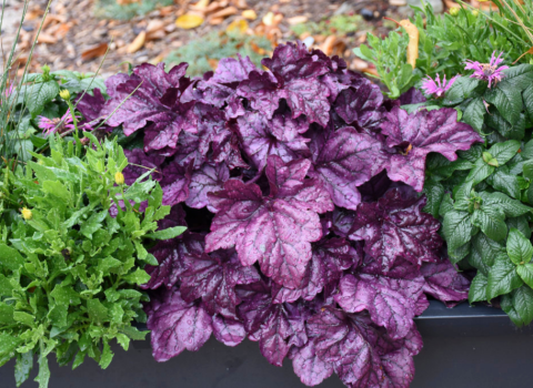 Proven Winners Heuchera Dolce Wildberry