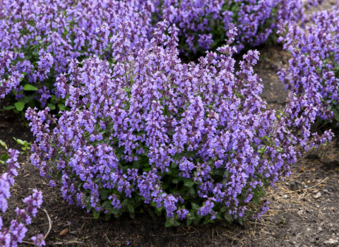 Proven Winners Nepeta Catmint Cats Pajamas