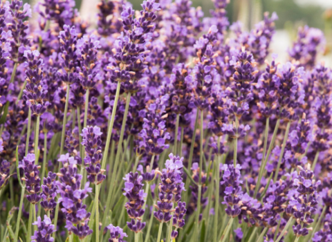 Lavender Superblue