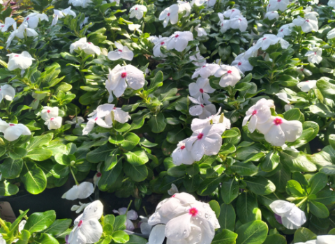 Annual Vinca 4 Packs 