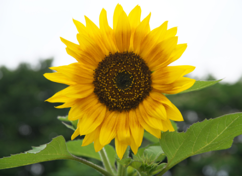 Sunflower