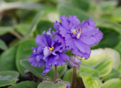 African Violet Optimara