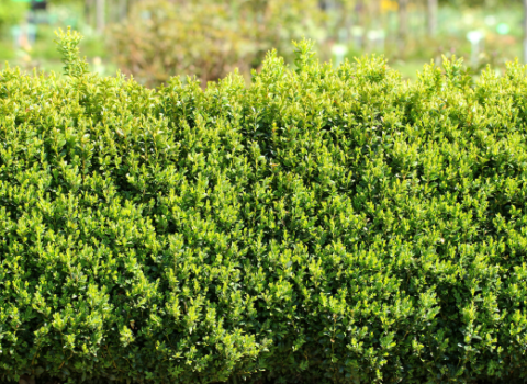 Boxwoods