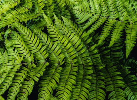 Perennial Ferns
