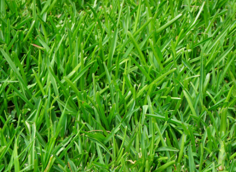 Grass Plugs