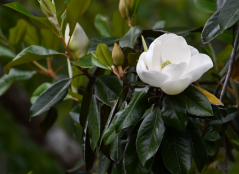 Colonial Williamsburg Southern Magnolia Gift Tree